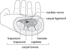 Carpal Tunnel diagram